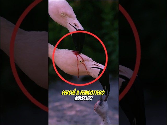 Il sangue del fenicottero? 🩸😱