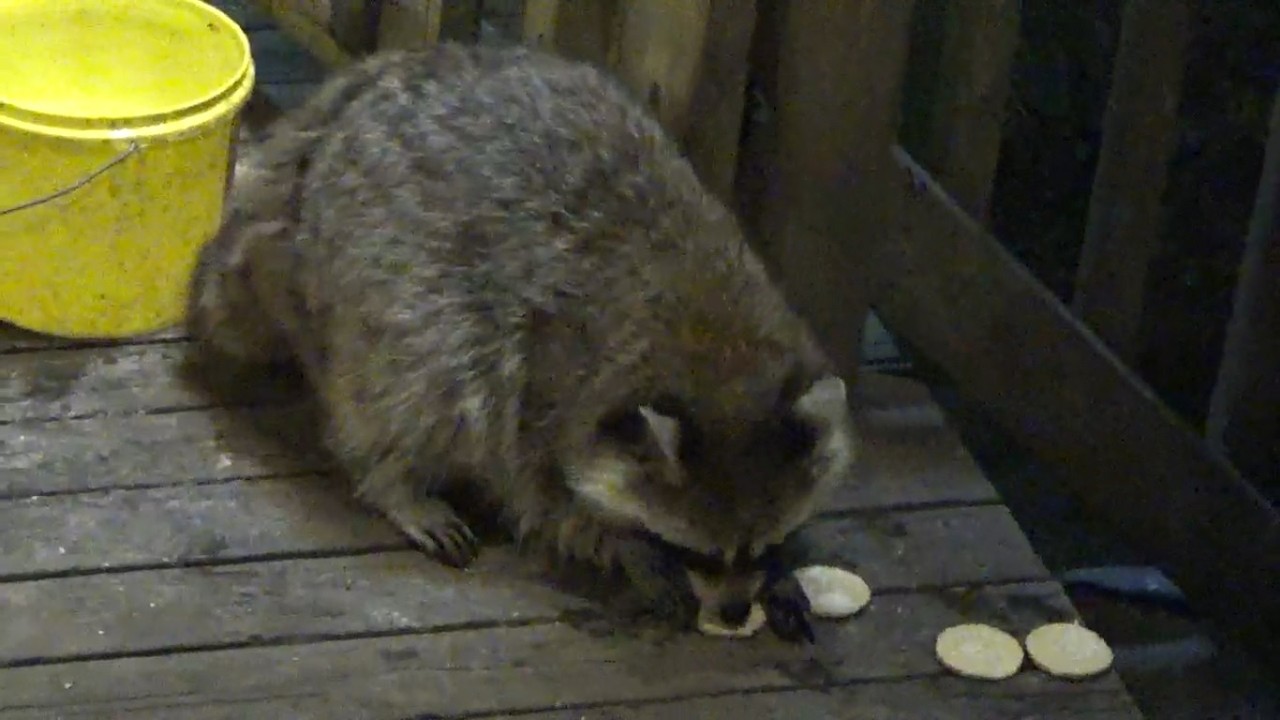 BANDIT AND SCOOTER