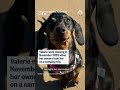 Dog found after being lost in Australian wilderness for 529 days  - 00:31 min - News - Video