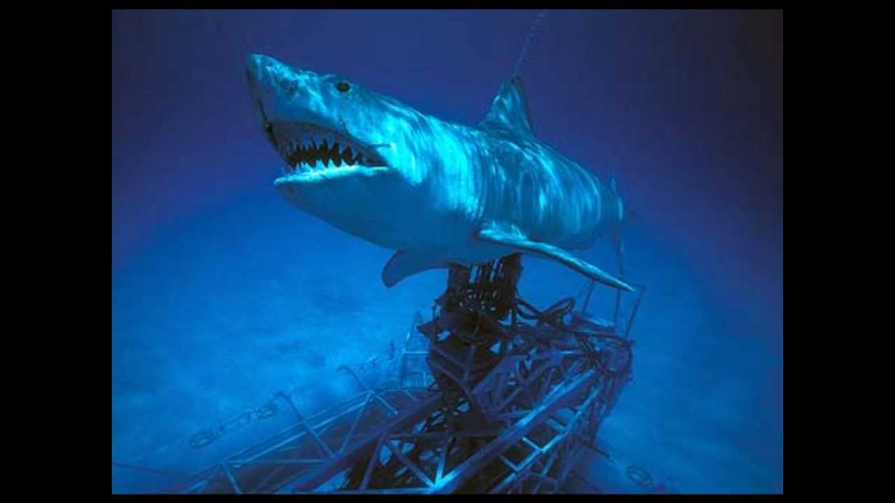 Jaws Theme Song Sharks.wmv - YouTube