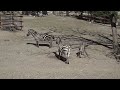 Watch this newborn male zebra take his first steps at Belgrade Zoo  - 01:00 min - News - Video