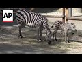 Watch this newborn male zebra take his first steps at Belgrade Zoo