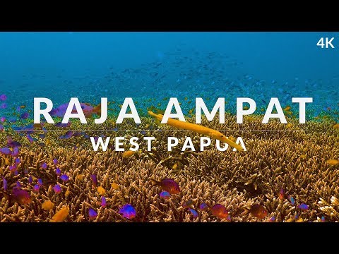 Upload mp3 to YouTube and audio cutter for This is Raja Ampat (4k) - dive into the dream of biodiversity download from Youtube