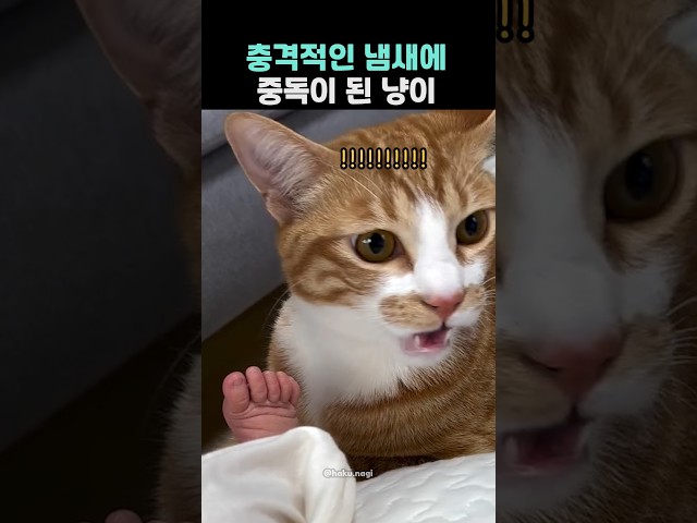 충격적인 냄새에 중독이 된 냥이ㅋㅋㅋㅋㅋ