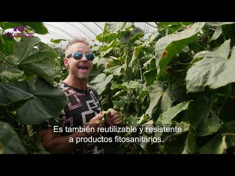 Trellisnet para Cannabis