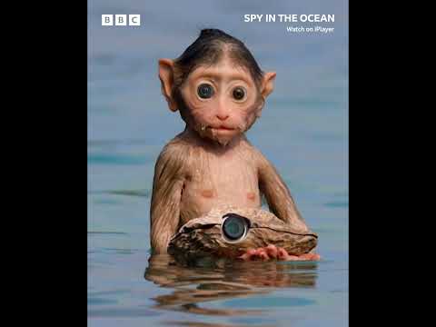Spy in the Ocean'