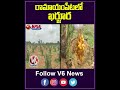 రామాయంపేటలో ఖర్జూర | Date Palm  Cultivation In Ramayampet | Kharjura Farming | V6 Teenmaar  - 00:59 min - News - Video