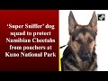 Kuno National Park में चीतों को शिकारियों से बचाएंगे Super Sniffer Dogs  - 02:54 min - News - Video