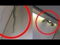 Snake on a plane creates panic among passengers-Exclusive visuals