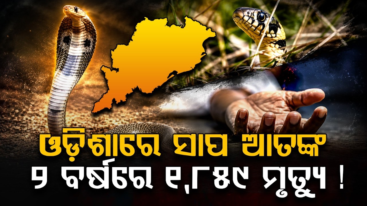 Snakebite Crisis In Odisha: 1859 De@ths In 2 Years; Cuttack & Ganjam Worst Hit | Argus News