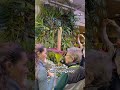 Visitors line up to see and smell a corpse flower’s stinking bloom in San Francisco  - 00:39 min - News - Video