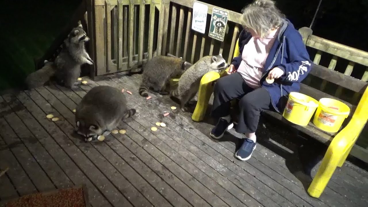 Tuesday Raccoon Diner 16 Sept 25