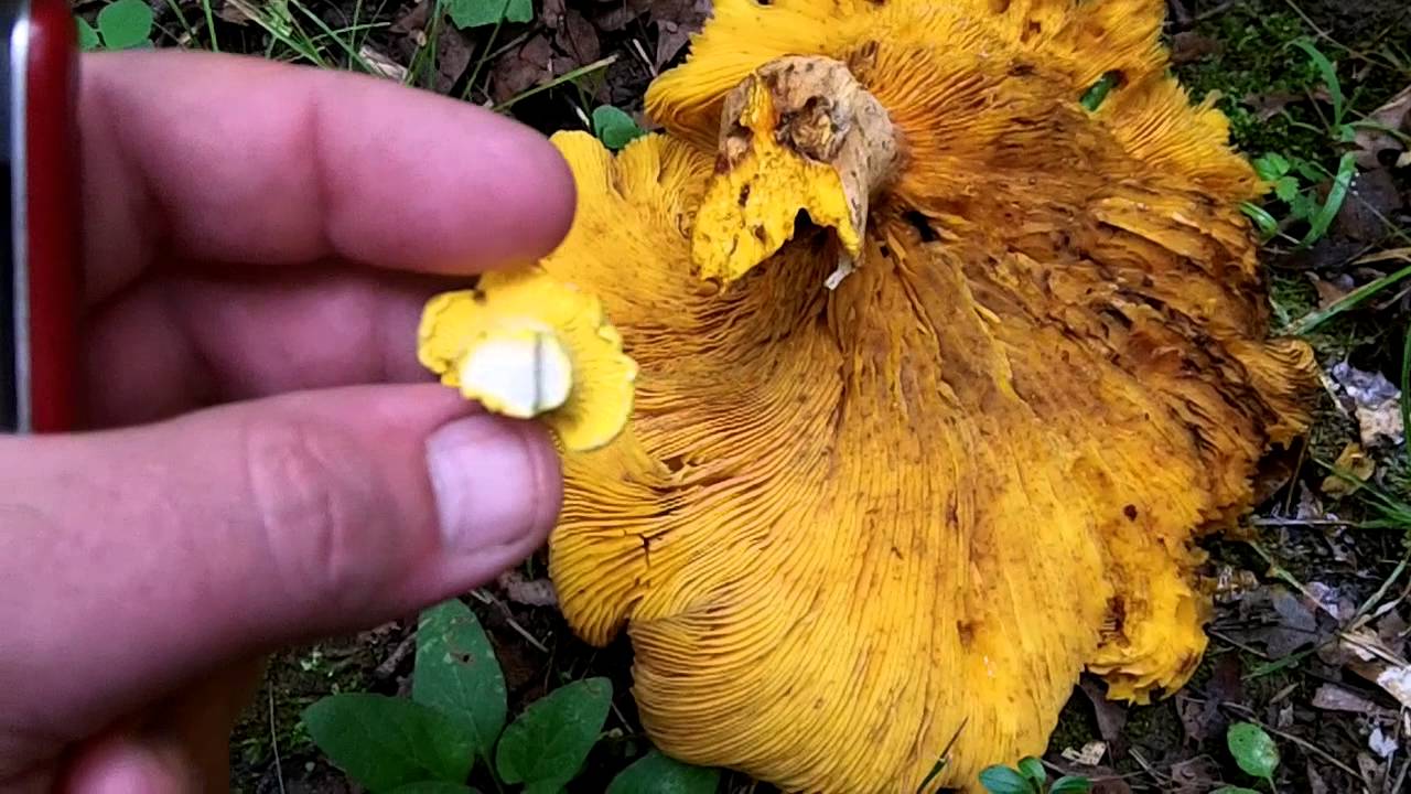 chanterelle-look-alikes-toxic-jack-o-lantern-mushroom-identification