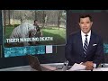 Handler fatally mauled by tiger at Oklahoma reserve  - 03:01 min - News - Video
