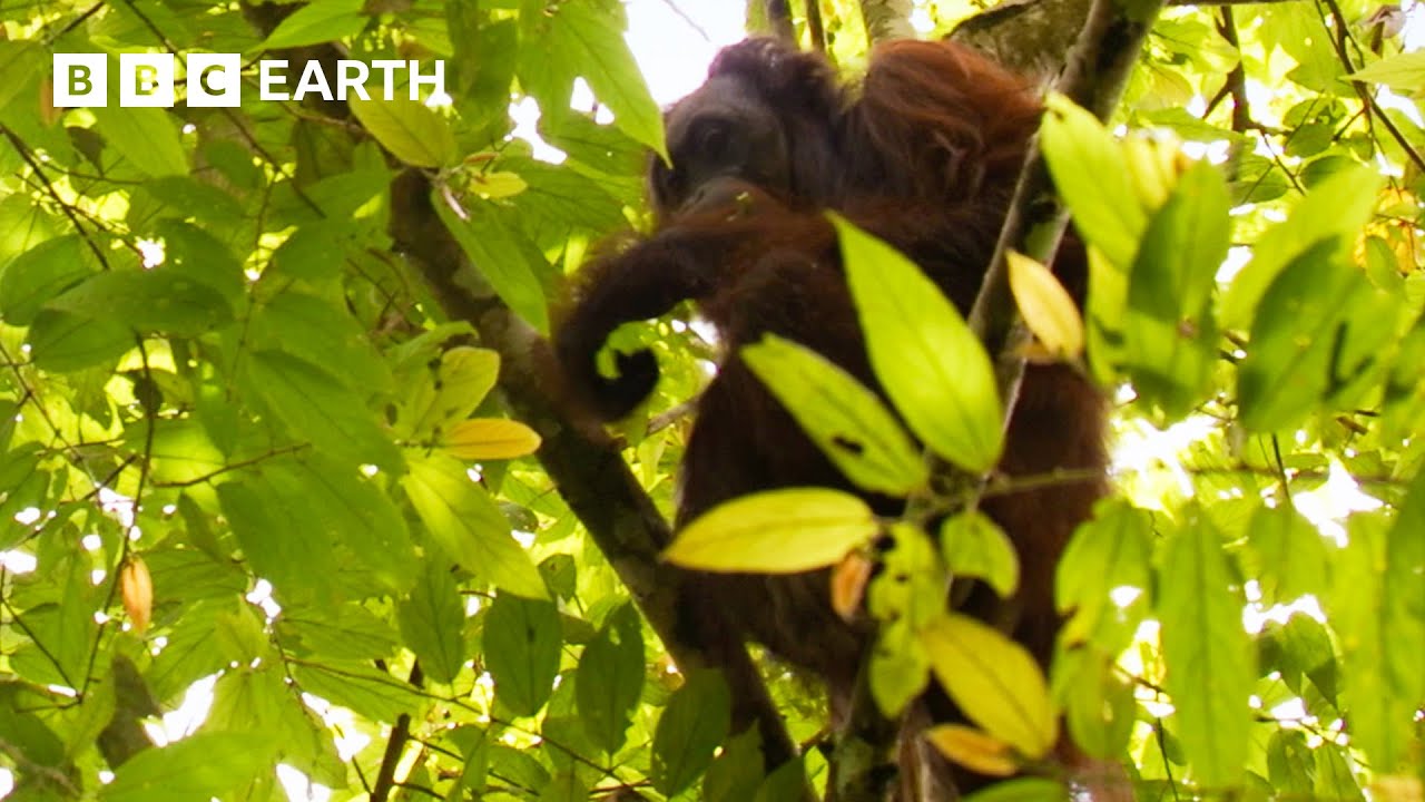 Getting a Glimpse of a Bornean Orangutan | Bill Bailey's Jungle Hero | BBC Earth