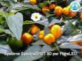 Culture sous LEDs avec les systèmes FloraLED