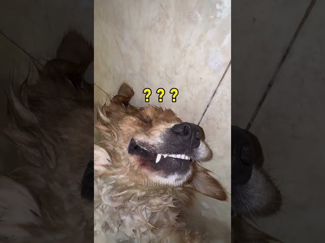 หมาของเขาหลับขณะกำลังอาบน้ำ #dog  #ตลก