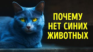 Почему животные с синим окрасом встречаются крайне редко