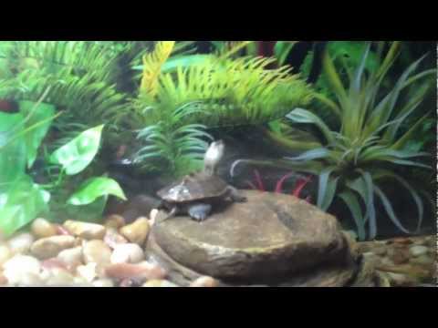 Youtube.com Videos - viquarium Videos