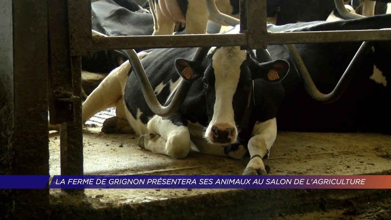 Yvelines | La Ferme de Grignon présentera ses animaux au Salon de l’Agriculture