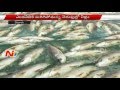 Fishes dying in lakes due to high temperatures