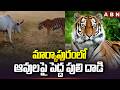 మార్కాపురంలో ఆవులపై పెద్ద పులి దాడి | Tiger Attack on Cattle Near Markapuram | ABN Telugu