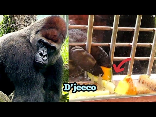 D’jeeco Walks Up to the Window Bars to Get His Food—Right on Time!迪亞哥走到鐵窗前領食物，動作俐落超準時！🍌🪟