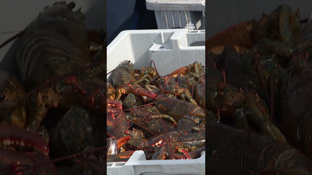 Fin des tarifs chinois sur les fruits de mer | Vidéojournal