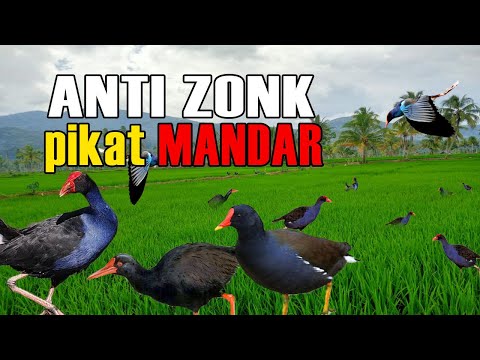 1Jam Pancingan Pikat Mandar Sawah anti Zoonk terbukti AMPUH