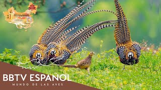 Aves De China | Las Aves Más Hermosas De China Que Nunca Has Visto | BBTV Español