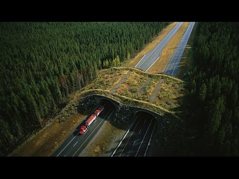 Wild Ways'