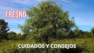 ARBOL FRESNO - EL MEJOR ARBOL PARA TODOS LOS CLIMAS