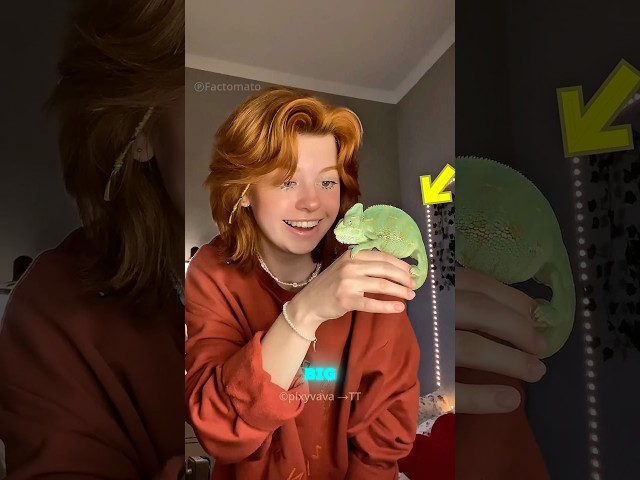“You Won’t Believe How Shy This Chameleon Is! 😳🦎”