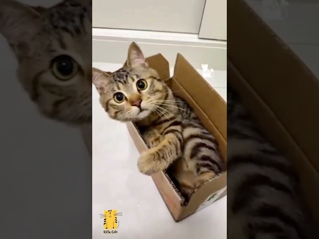 Funny Cat & Cute Kittens537😻 #shorts #kucing #kucinglucu #funny #pet #cat #foryou #viral #viralvideo