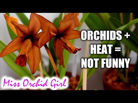 Orchids and heat problems