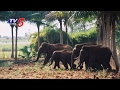 Elephants create havoc on crops in Srikakulam