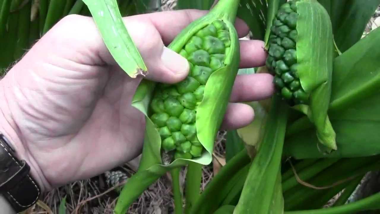 CALLA LILY SEED POD UPDATE 91612 YouTube