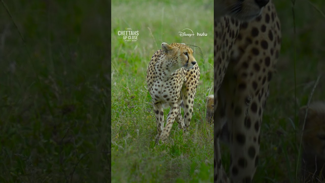 Why do cheetah cubs look like honey badgers? #CheetahsUpClose