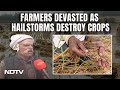 Hailstorms In Madhya Pradesh, UP Destroy Crops, Distraught Farmers Seek Damages