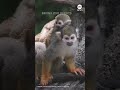 Bronx Zoo debuts baby squirrel monkeys  - 00:56 min - News - Video