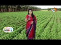 ఆకు కూరల సాగులో మేలైన యాజమాన్యం | Green Leafy Vegetables Cultivation New Techniques | Matti Manishi  - 06:02 min - News - Video