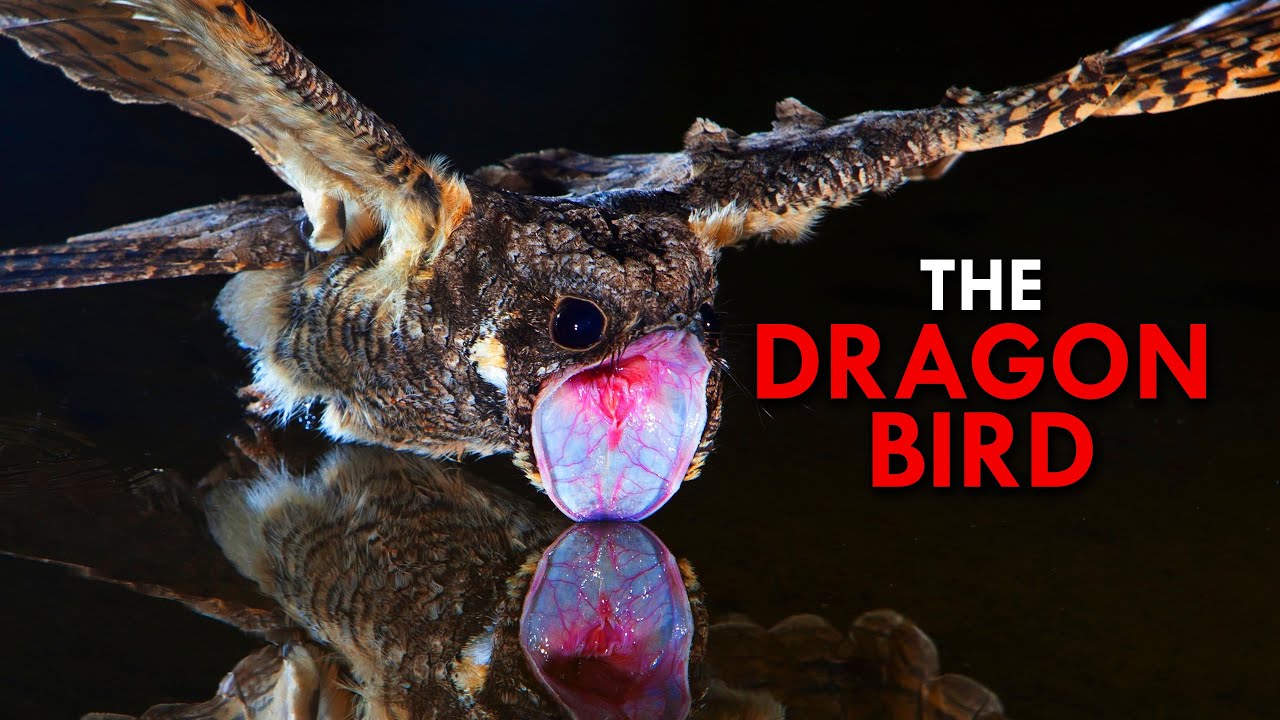 Great Eared Nightjar: The Dragon Bird