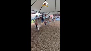 Gado Jersey foi destaque na ExpoBarbacena 2025 apresentando os melhores exemplares da Raça em MG