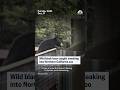 Wild black bear caught sneaking into Northern California zoo