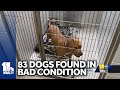 BARCS seeks donations after 83 dogs seized