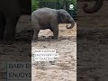 A baby Asian elephant plays in the mud at Fort Worth Zoo in Texas  - 00:57 min - News - Video