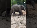 A baby Asian elephant plays in the mud at Fort Worth Zoo in Texas