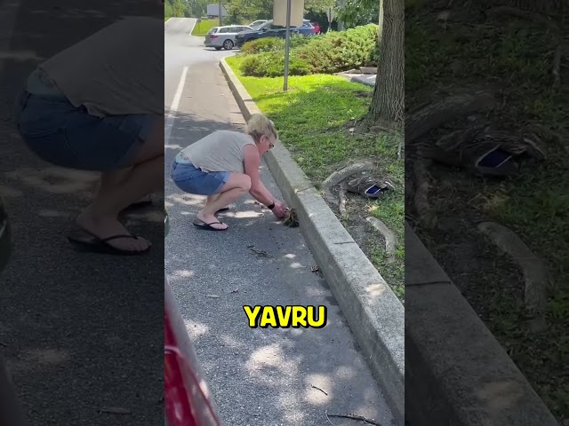 Ördek Annenin Minnettarlığına Bakın! ❤️