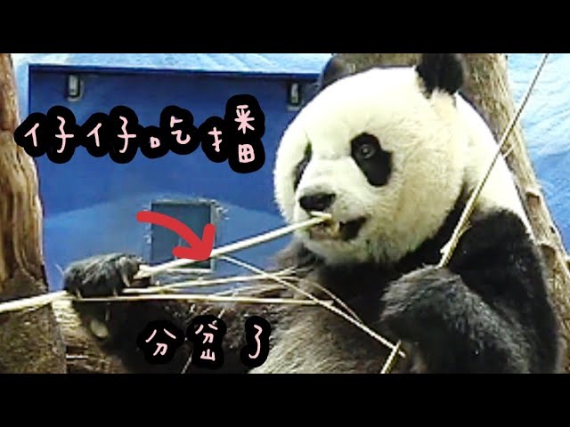 圓仔竹竿吃播模樣好可愛，圓仔好乖巧|熊貓貓熊The Giant Panda Yuan Yuan and Yuan Bao|台北市立動物園