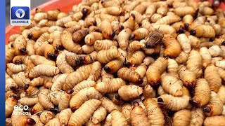 Farming Grubs For Protein In Congo, Fighting Fire With Fire In Portugal + More | Eco Africa